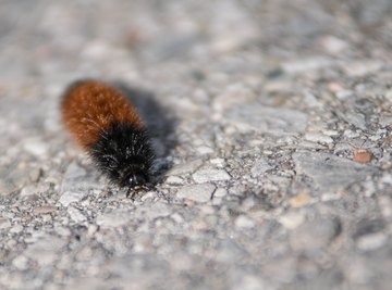 Types Of Woolly Caterpillars