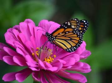 What Do the Colors on Butterflies Mean?