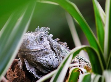 What Animals Eat Iguanas?