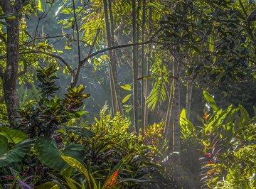 Parasites in the Rain Forest