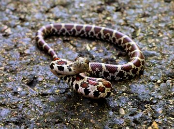 Snake Species Found in Northeast Tennessee