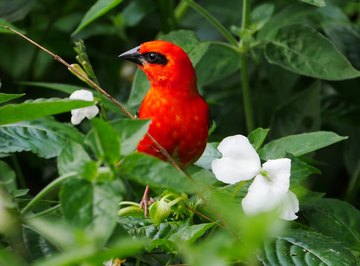 10 Interesting Facts About the Tropical Rainforest Biome