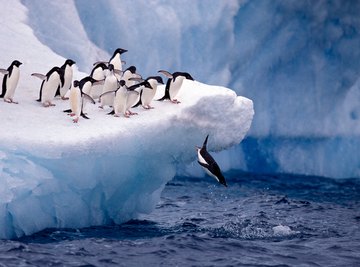 How Do Penguins Hunt for Food?
