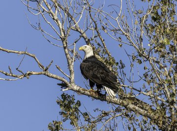 What Is the Difference Between a Bald Eagle & a Golden Eagle?