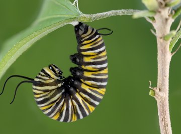 How Does a Caterpillar Build a Cocoon Sciencing