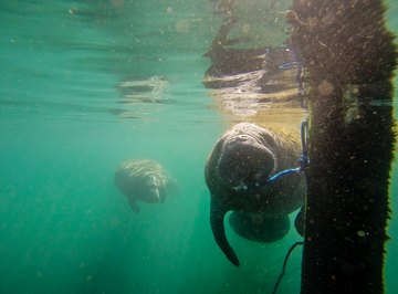 What Role Do Manatees Play in the Ecosystem?