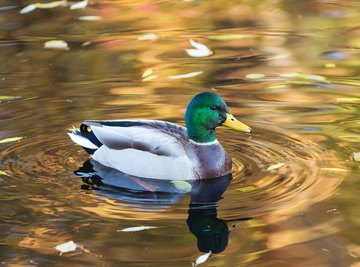 How to Tell the Difference Between Male and Female Ducks