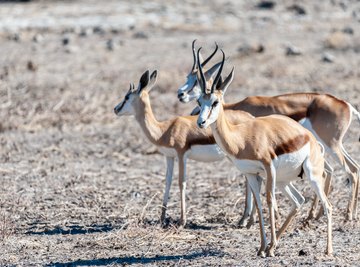 Which Animals Eat Gazelles?