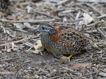 How to Raise Bobwhite Quail for Release