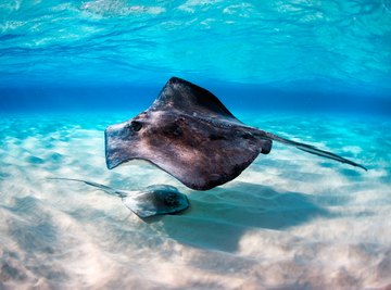 The Differences Between Stingrays & Skates