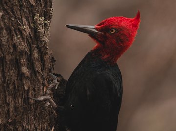 Red Head Bird Identification