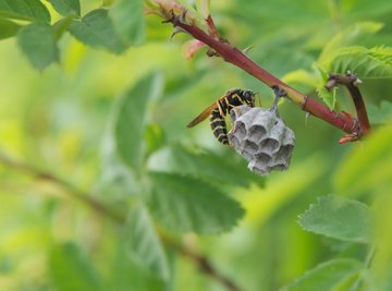 How to Identify Wasps Nests