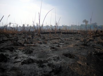 The Amazon rainforest is being ravaged by wildfires.