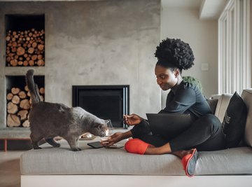 High School Science Experiments With Cats