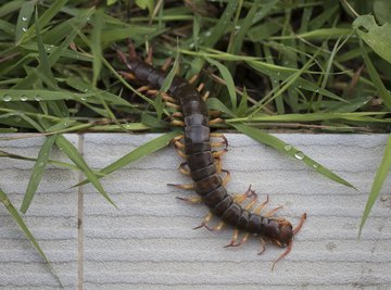 Types of Centipedes in California