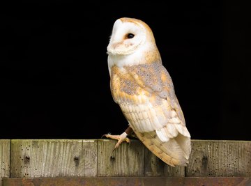 The Trophic Levels of the Barn Owl