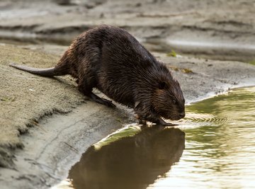 Types of Wild Rodents in Ohio