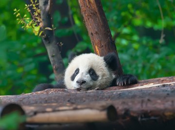 Why Are Pandas Endangered Animals? | Sciencing