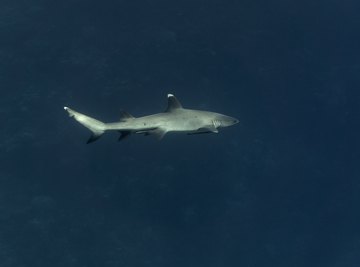 How Big Can a Shark Get?