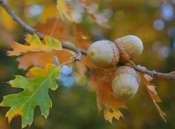 The Life Cycle of an Acorn Seedling Into a Tree