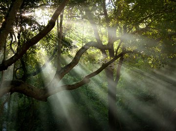 rainforest science experiments ks2