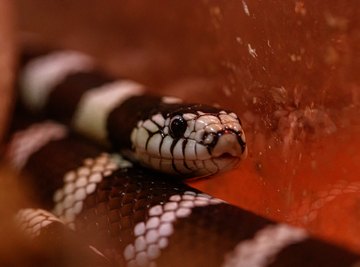 Snakes That Have a Checkered Belly