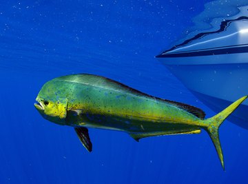 The Average Length of Mahi Mahi