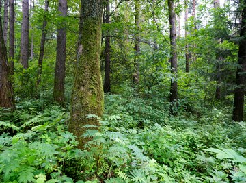 Plant-Eating Animals in the Rain Forest