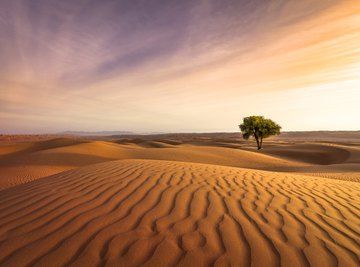 Physical Features of the Desert Biome