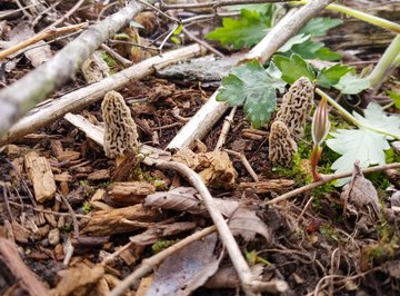 How to Identify Wild Mushrooms in Tennessee