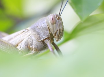 The Differences Between Locusts, Grasshoppers and Cicadas