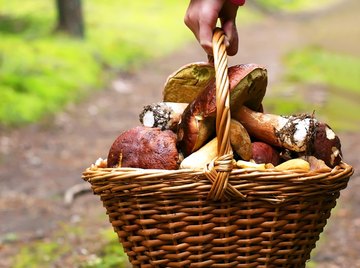 Run wild mushrooms by an expert before eating even one.