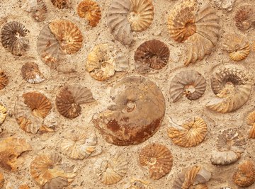 The Four Types of Fossils