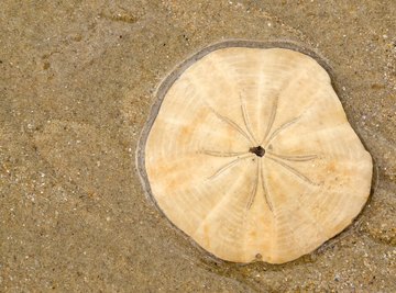 9 Fascinating Facts About Sand Dollars