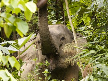 Behavioral Adaptations of Asian Elephants