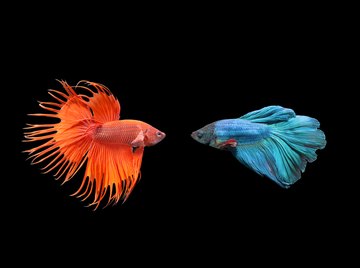 22 Best Goldfish Tank Mates & Fish Companions - FishLab