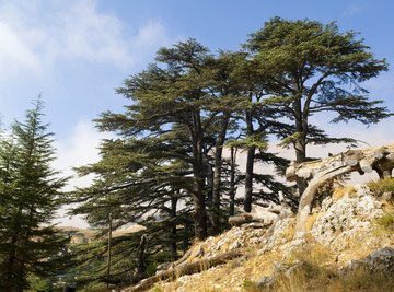 Why Are Juniper Trees Called Cedar Trees?