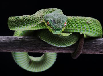 How Snakes Adapt in the Forest