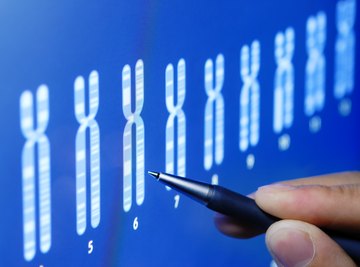 Differences in Male and Female Chromosomes