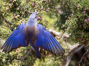 Where to Place Bluebird Houses