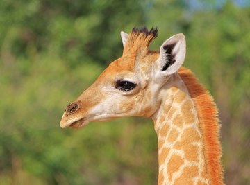 Facts About Baby Giraffes