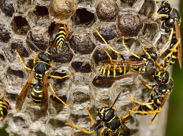 What Happens to Wasps in Winter?