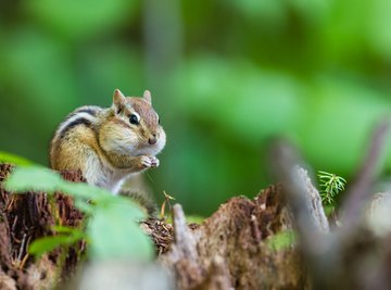 The Life Cycle of a Chipmunk