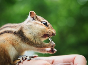 What Animals Eat Chipmunks?