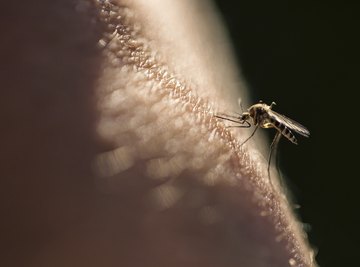 There are a few reasons why mosquitos might single you out.