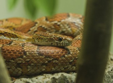 Common Snakes Around Lake Murray, South Carolina