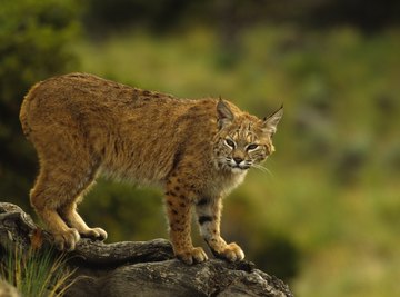 Types of Bobcats