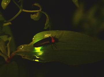 How to Keep Fireflies Alive