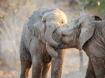 How Do Elephants Give Birth