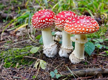 What Will Happen If You Are Exposed to Mushroom Spores?